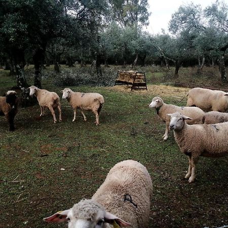El Venero De Mostoles Constantina Esterno foto